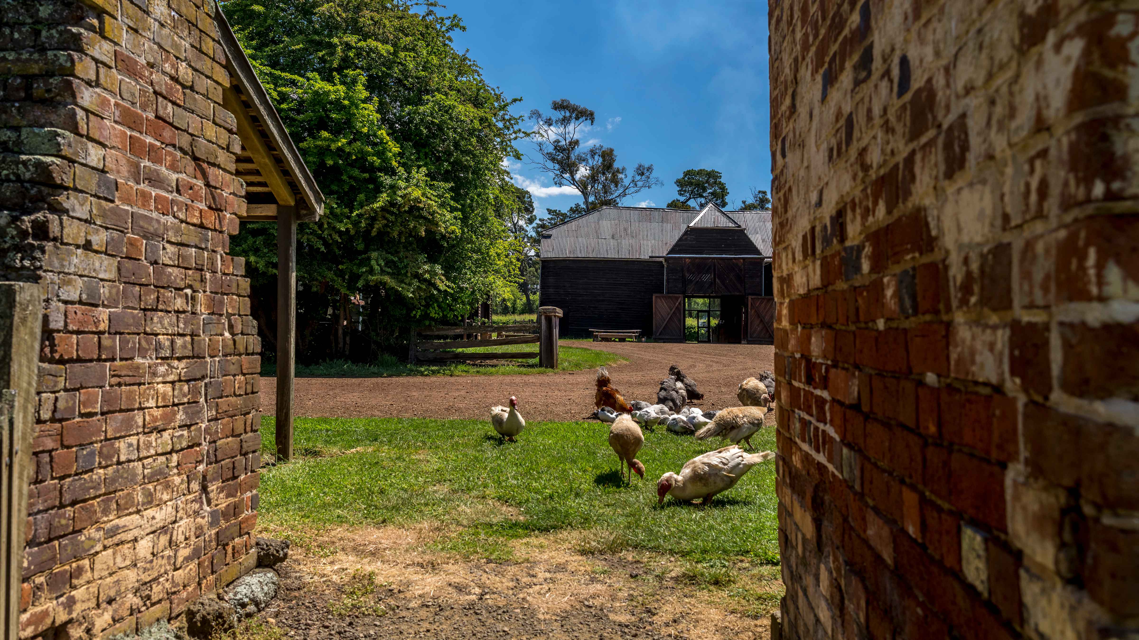 A view between the original cottage and smokehouse into the quadrangle with the Village barn in the background. Both of these buildings are constructed with bricks made on Brickendon during the 1820s. A group of ducks and turkeys graze in the foreground. Photo: Rob Burnett.