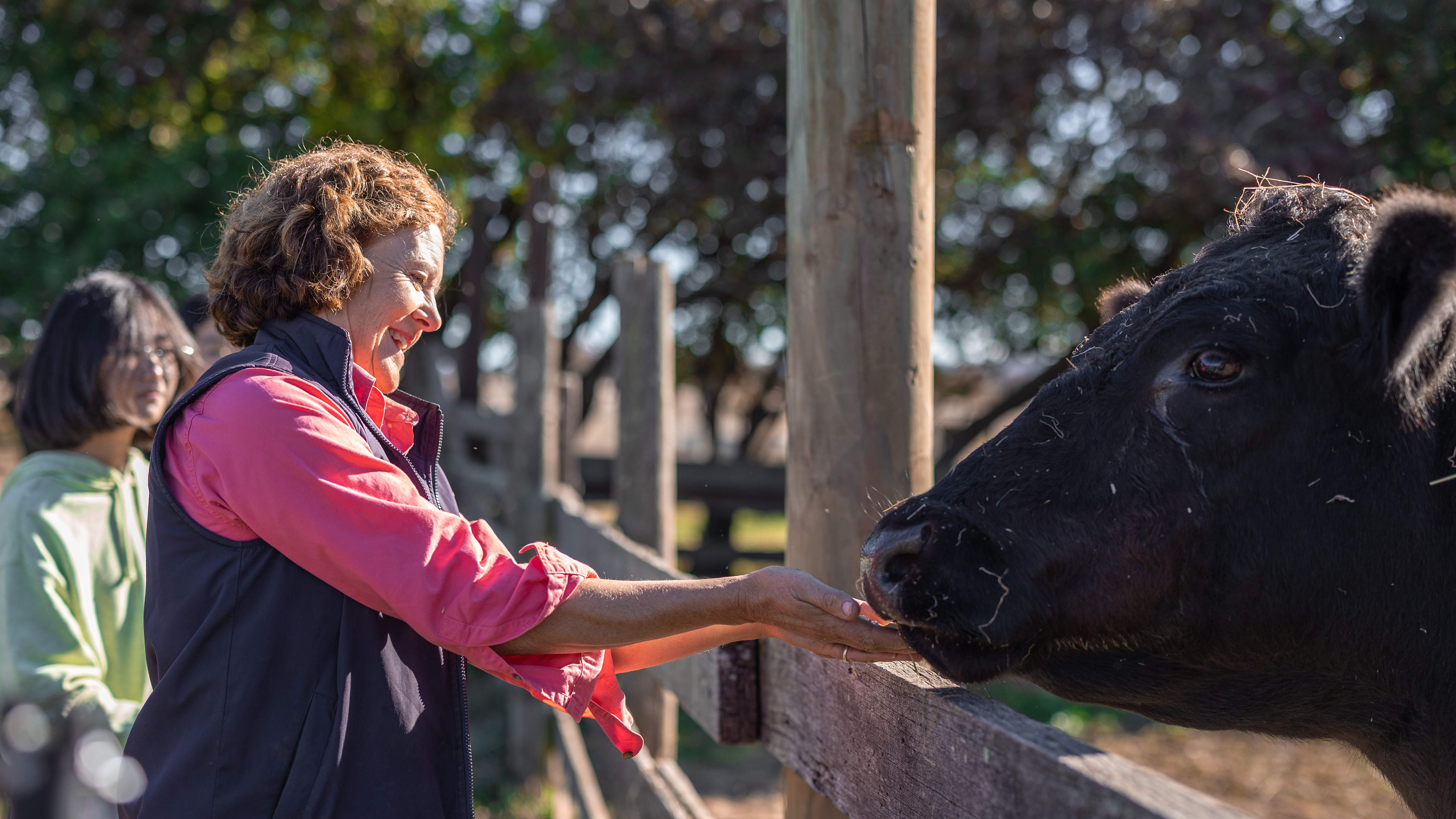 Brickendon staff member dressed in a blue jacket and pink shirt is hand feeding a large black steer. Photo: Kate von Stieglitz / Tourism Australia.