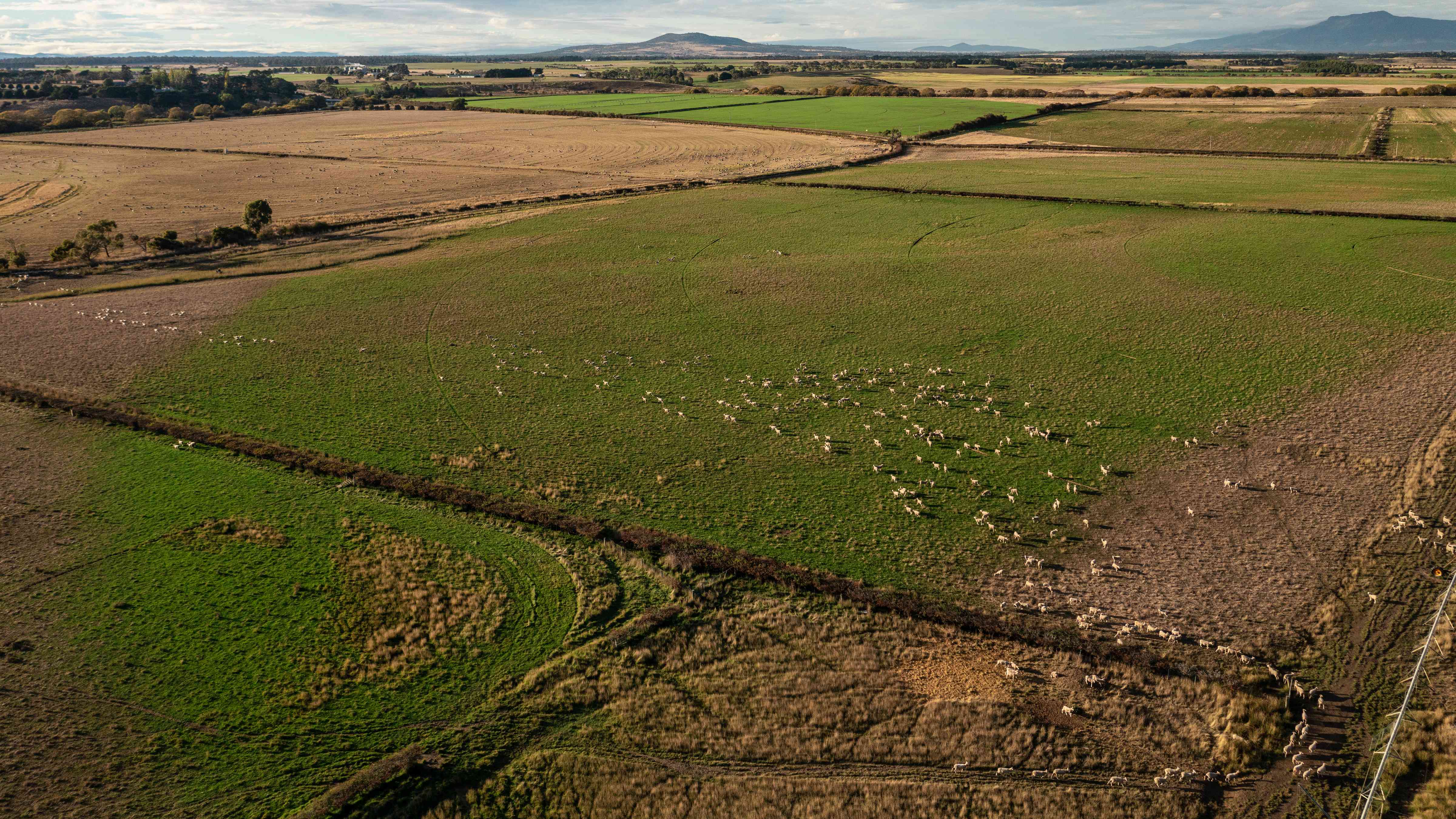 Aerial shot of Brickendon fields divided by hawthorn hedgerows and a flock of sheep are walking through a gate into the middle of the paddock. The Western Tiers mountains are in the distance. Photo: Kate von Stieglitz / Tourism Australia.