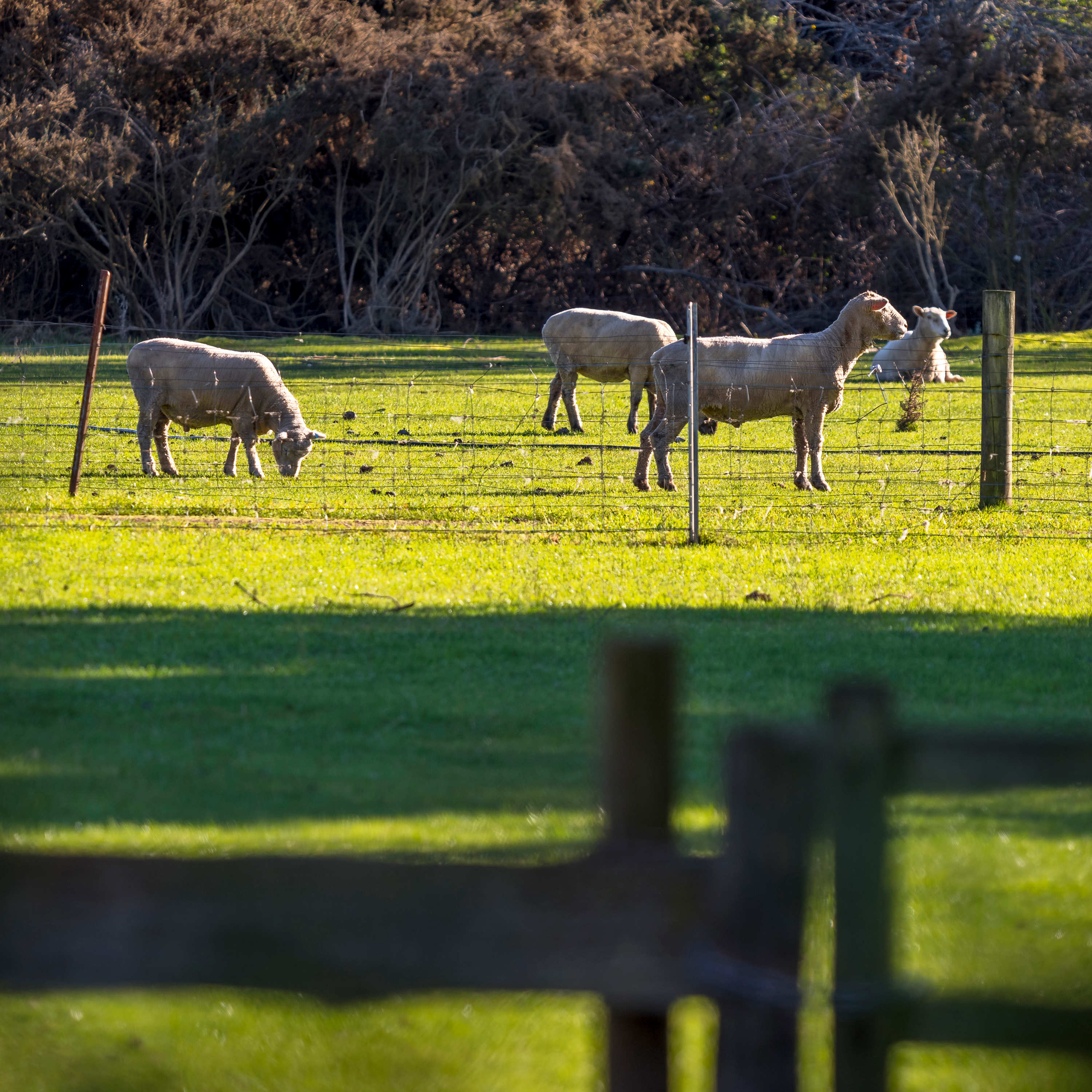 Seven shorn sheep stand in a green grass paddock with timber and wire fences in the foreground. Photo: Rob Burnett.