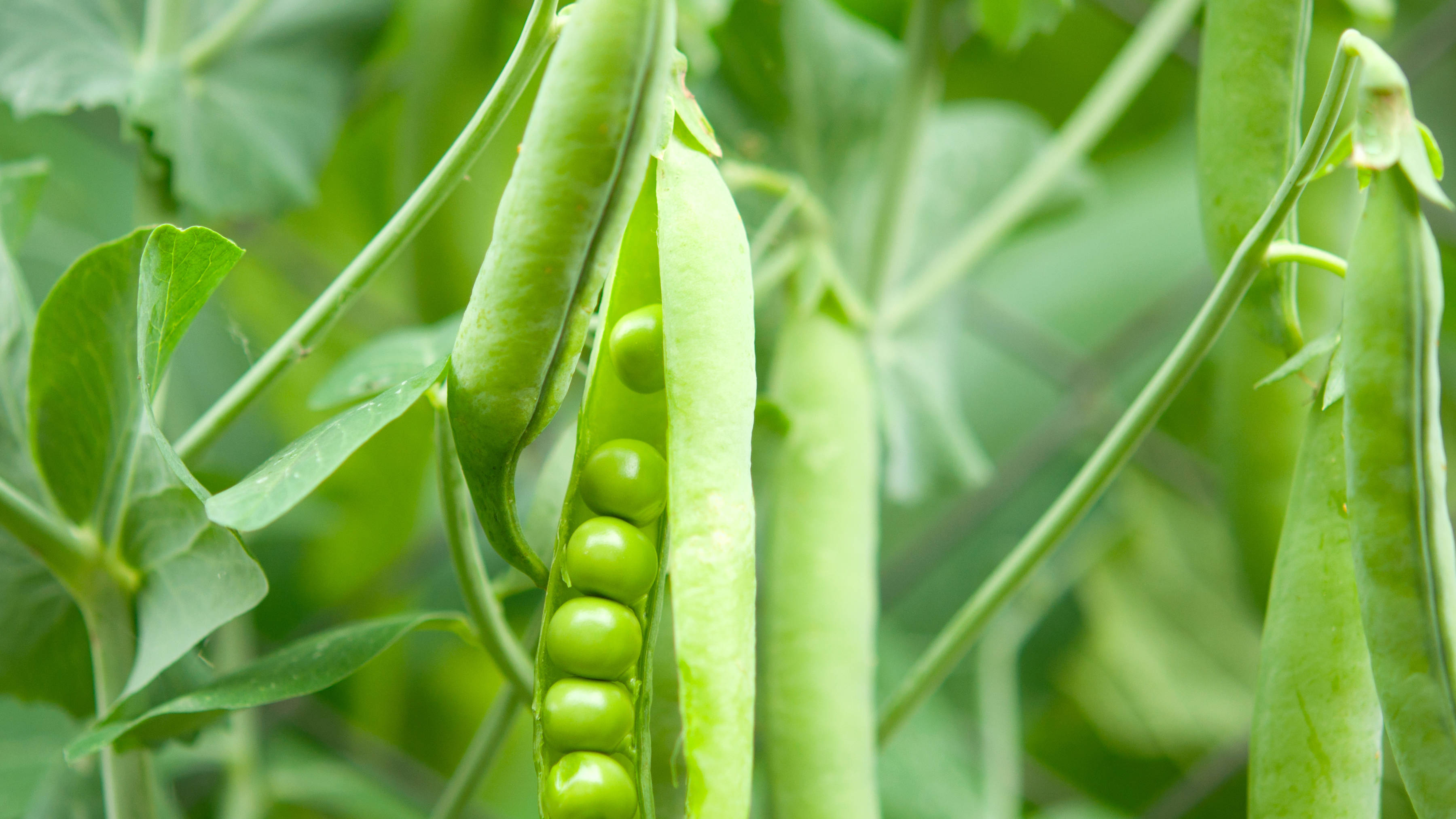 A close image of a pea pod hanging from its plant that has been split open to reveal fresh green peas, while other pods surround it. Photo: ksena32 / iStock.