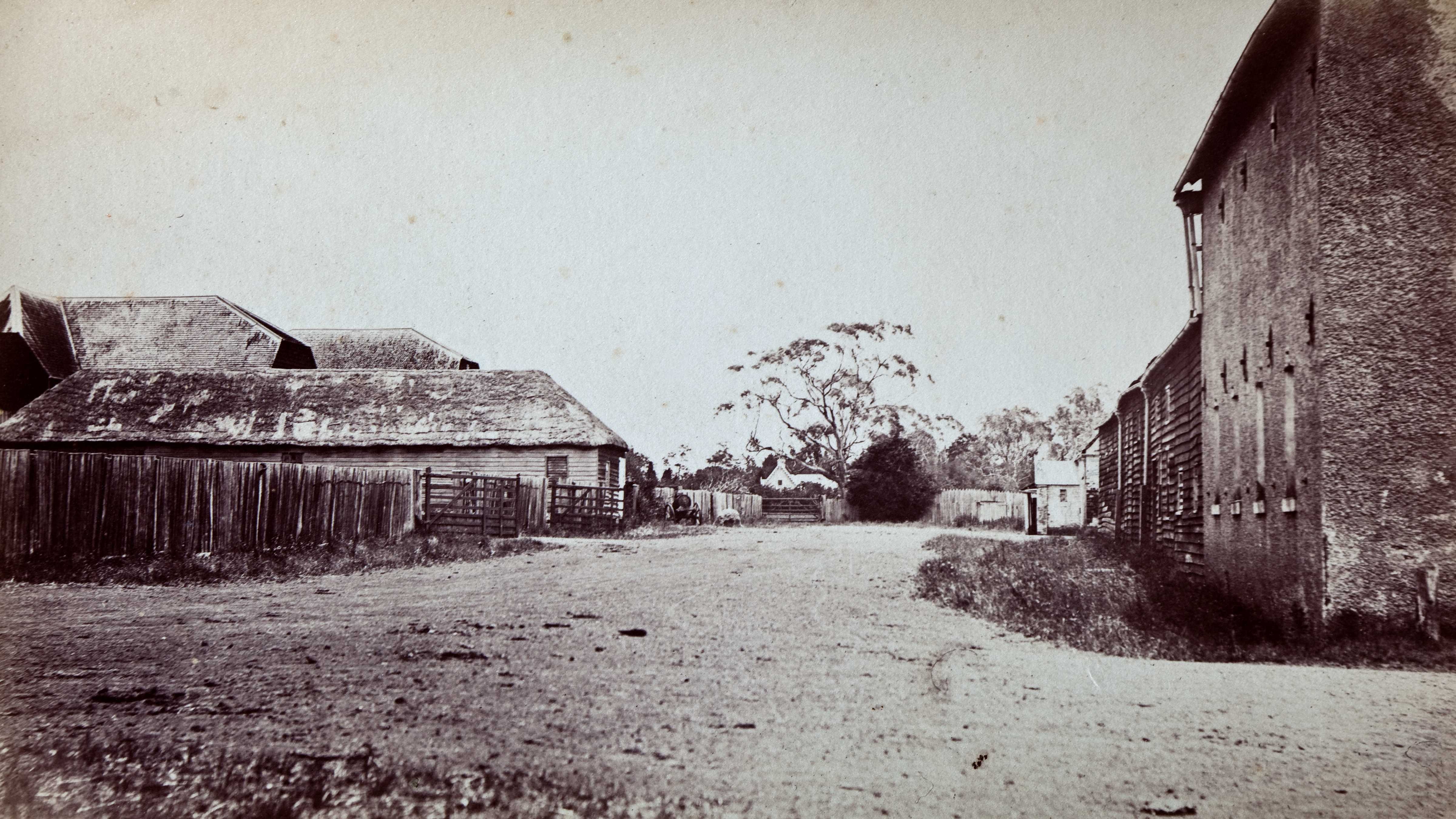 Black and white image of the Brickendon Farm Village road lined with buildings. On the right is the brick granary, shearing shed, draught horse stables and overseers cottage while on the left is a long vertical paling fence, stables, workshop and roofs of the timber barns.  A young pine tree stands at the end of the road. Source: Brickendon collection.