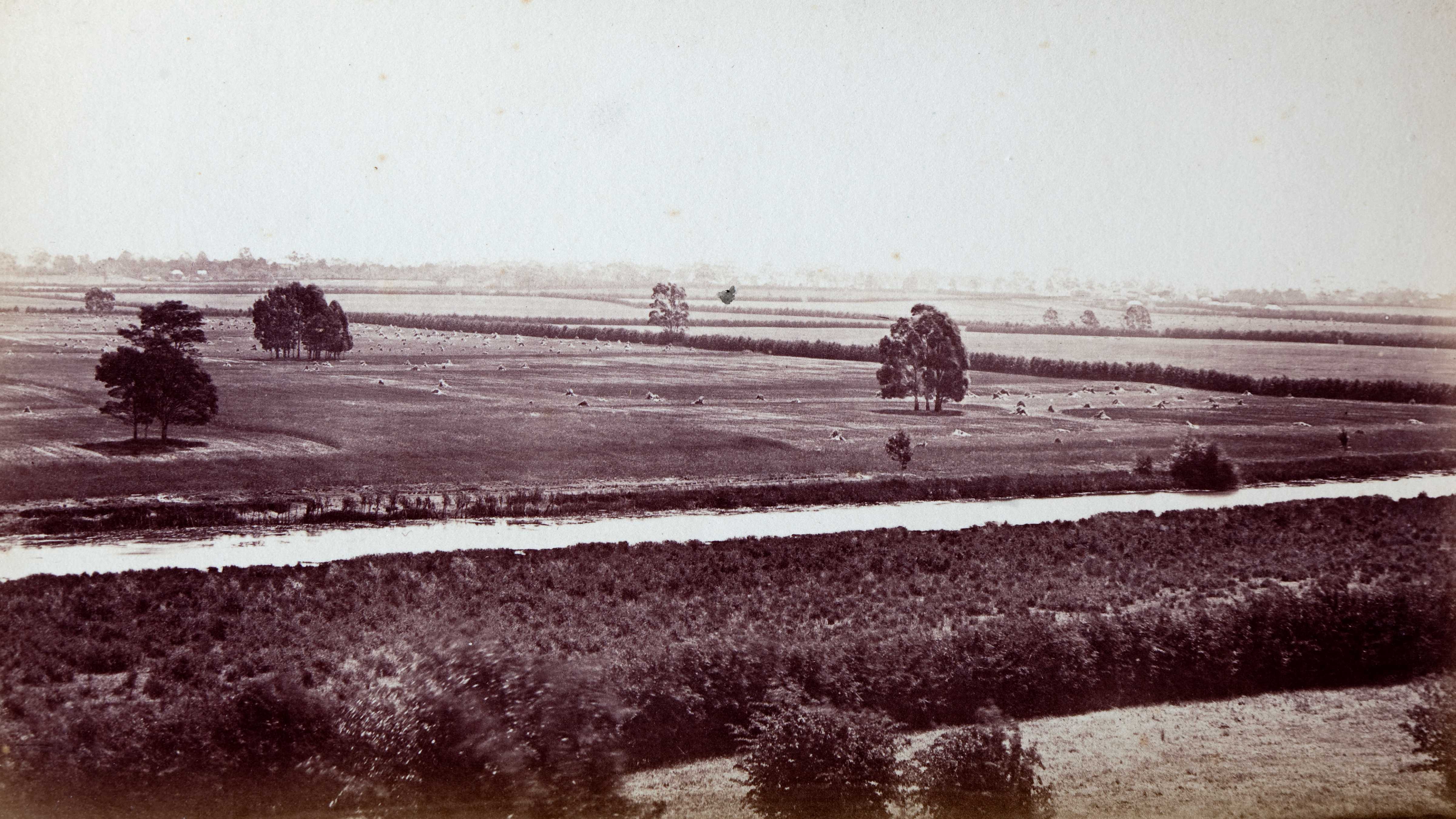 Black and white image of Brickendon fields bordered by hawthorn hedgerows and the Lake River in the foreground. Small stooks of harvested crops and trees are scattered throughout the paddocks and the riverbank is lined with tussocks. Source: Brickendon Estate Archives.