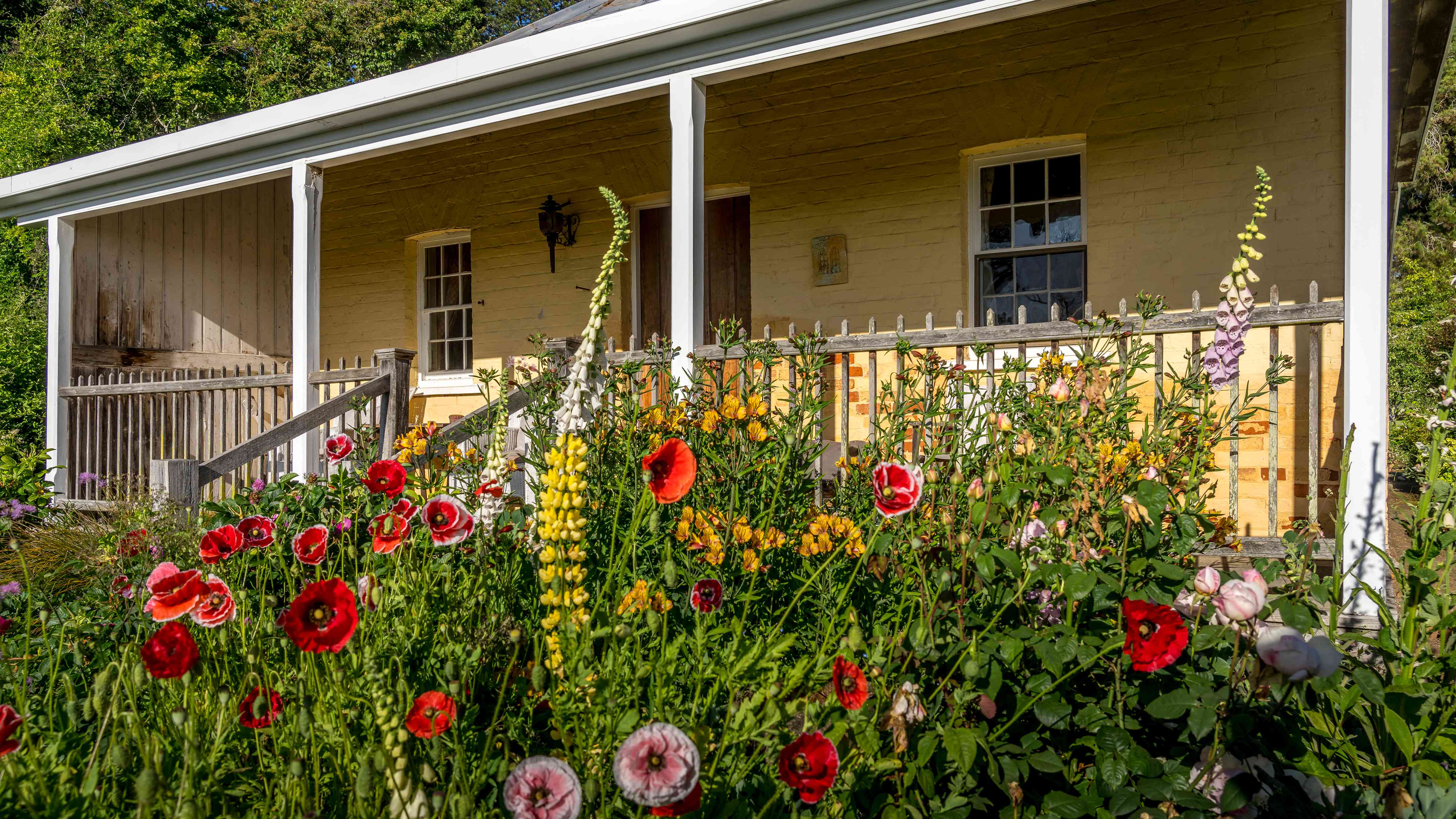 The foreground is a cottage garden with flowering pink, red and purple ornamental poppies, yellow hollyhocks and yellow astilbe with green foliage. Behind the garden is a timber picket fenced verandah and the cottage has pale yellow walls, two Georgian paned windows and a timber front door. Four white verandah posts and a white gutter frame the verandah. Photo: Rob Burnett.