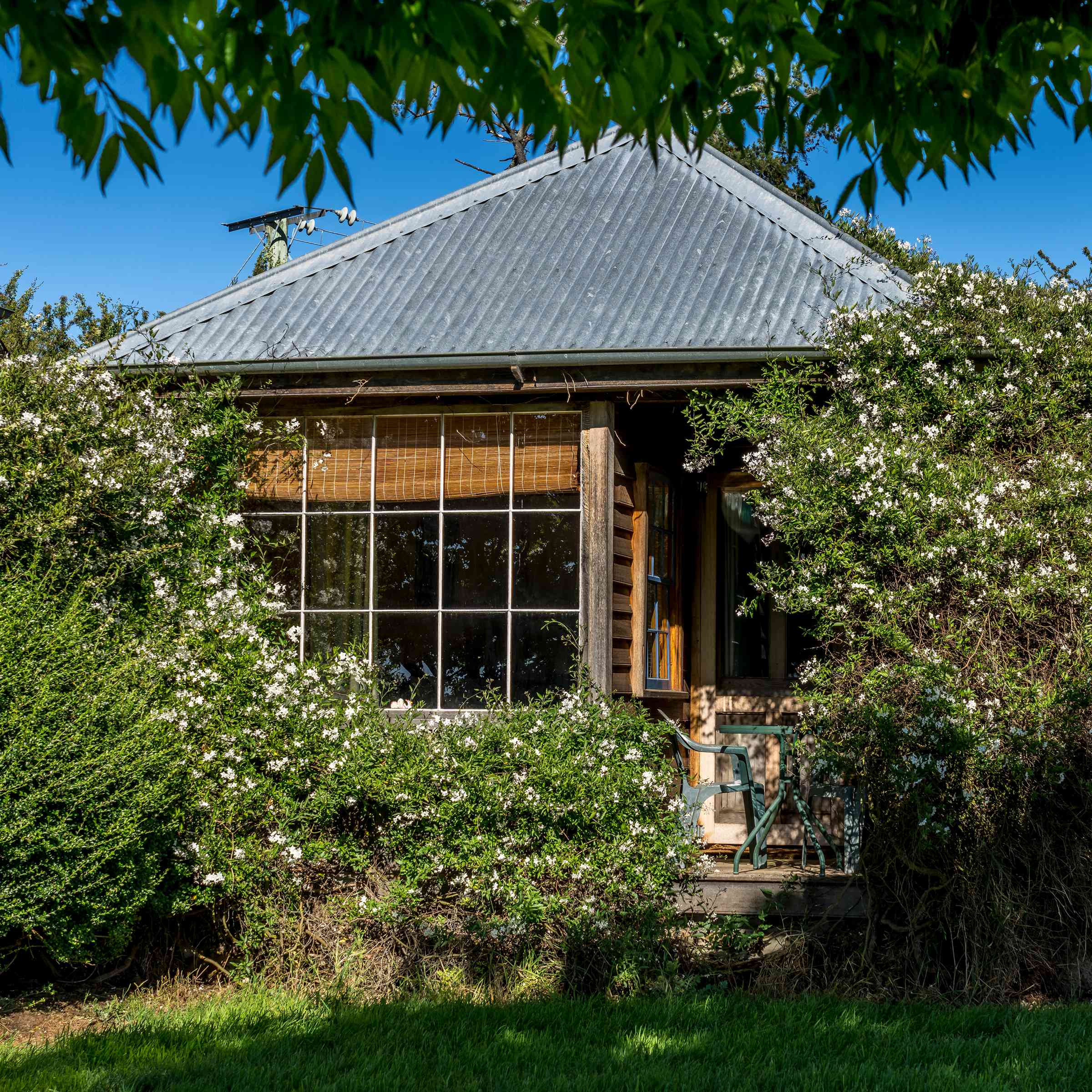 A small timber cottage is partially hidden by white flowering climbing shrubs. A glass small paned window has a bamboo blind hanging and a green outdoor table and chairs is on the small verandah. The corrugated iron roof is pitched. There is a hedgerow and a blue sky in the background and a gravel parking area to the right of the cottage. Photo: Rob Burnett.