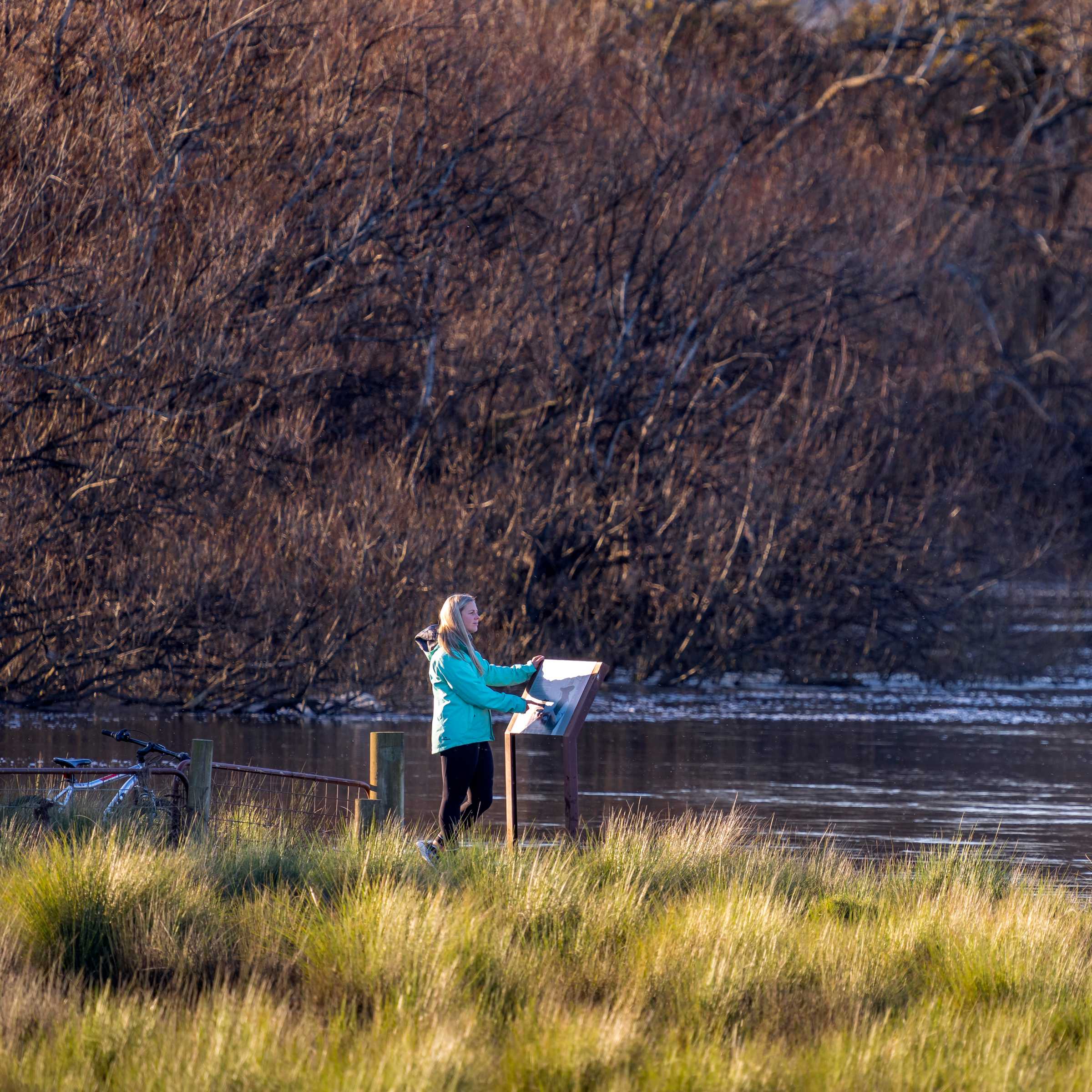 A person stands reading an information sign while overlooking the Macquarie River. The river bank is lined with willow trees and grass. Photo: Rob Burnett.