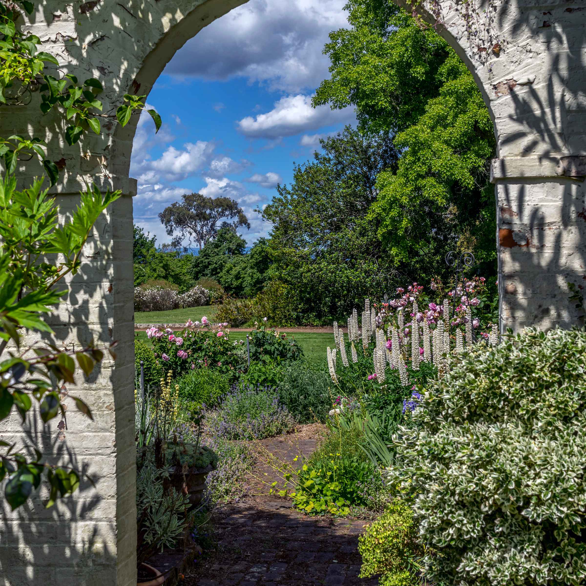 A white brick arch leads to the verandah bed garden and front lawns. White lupins, pink roses and purple catmint feature in the foreground with a holly tree and pin oak in the background. Photo: Rob Burnett.