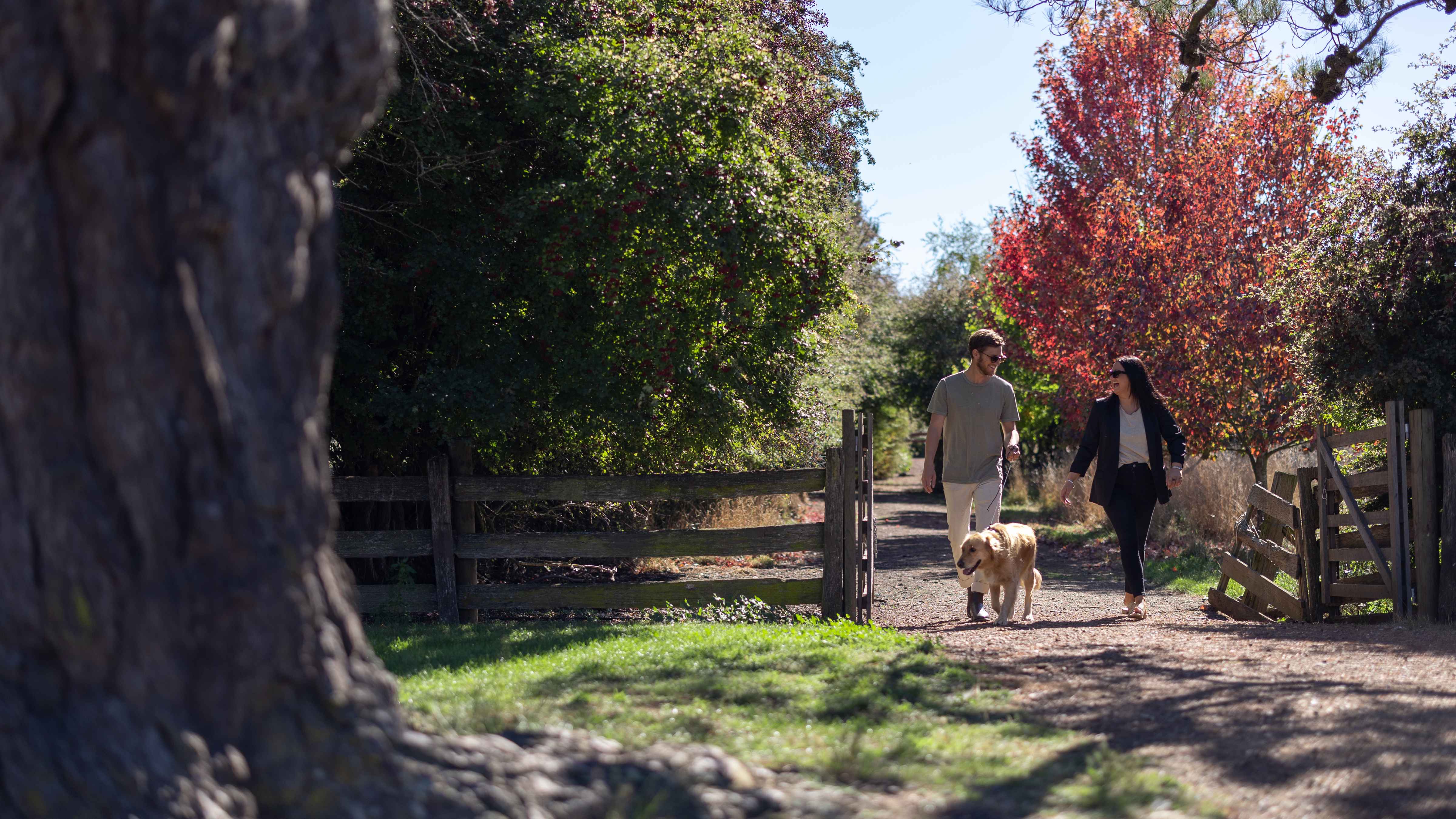A couple and a dog walk through a wooden gate way with a post and railing fence alongside. There is a Maple tree in the background that has bright red and orange leaves. The trunk of an old pine tree is in the foreground. Photo: Kate von Stieglitz / Tourism Australia.