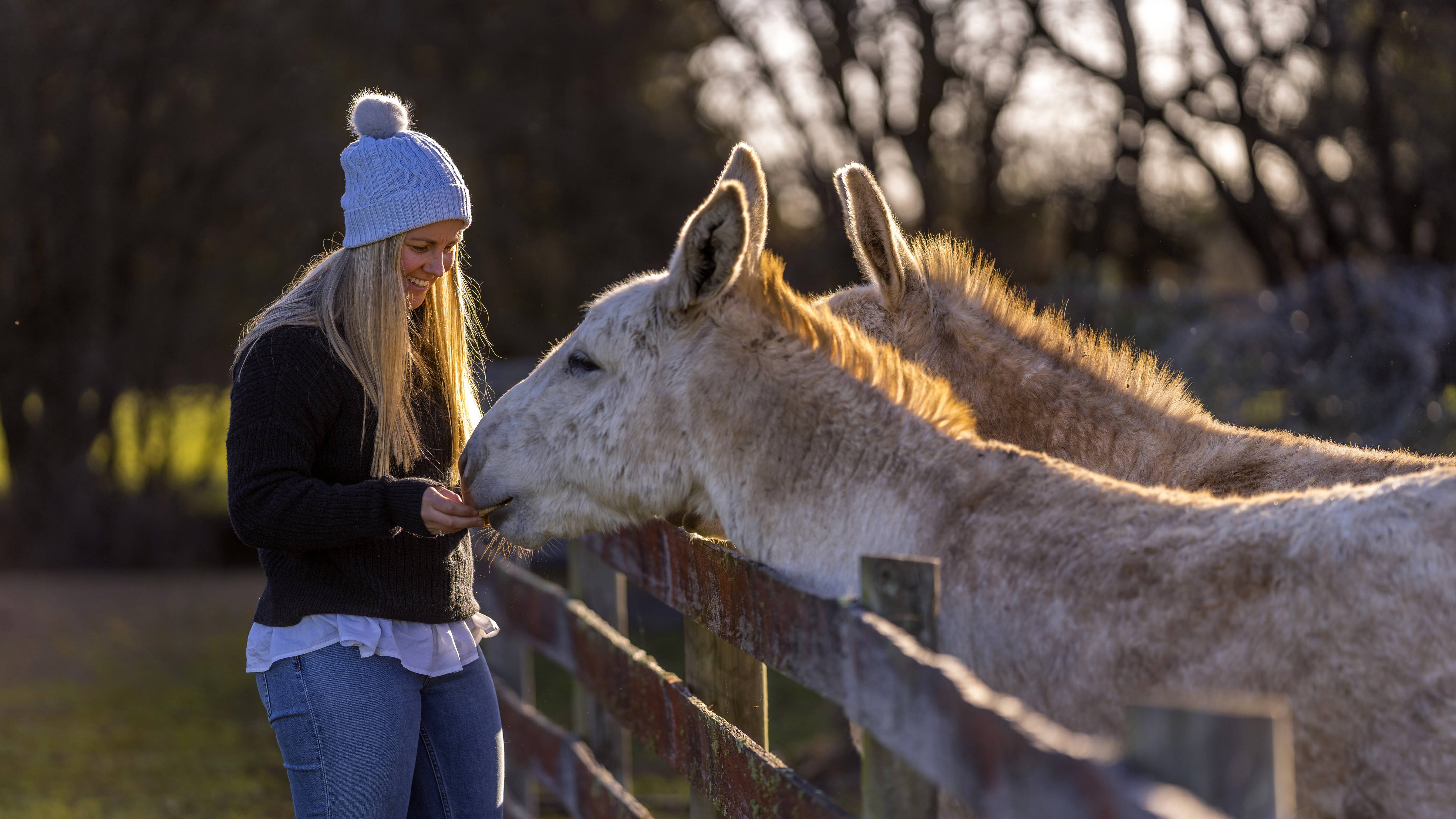 A young lady wearing jeans, jacket and beanie is feeding two donkeys over a wooden fence. Photo: Rob Burnett.