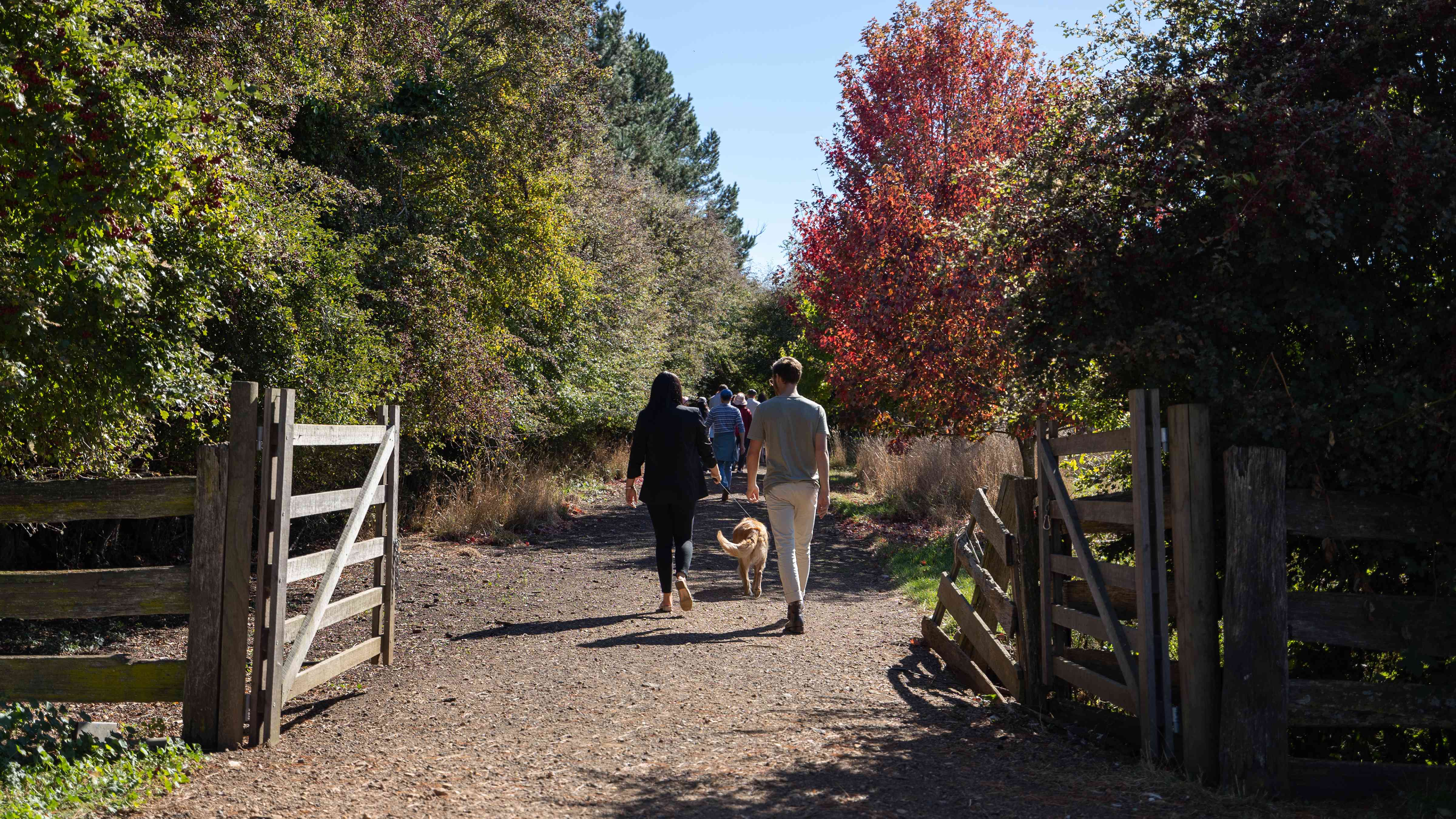 A couple and a dog are wandering along a gravel driveway lined with hawthorn hedges on the left and autumn coloured maples on the right. A timber gate and post and rail fence is in the foreground. Photo: Kate von Stieglitz / Tourism Australia.