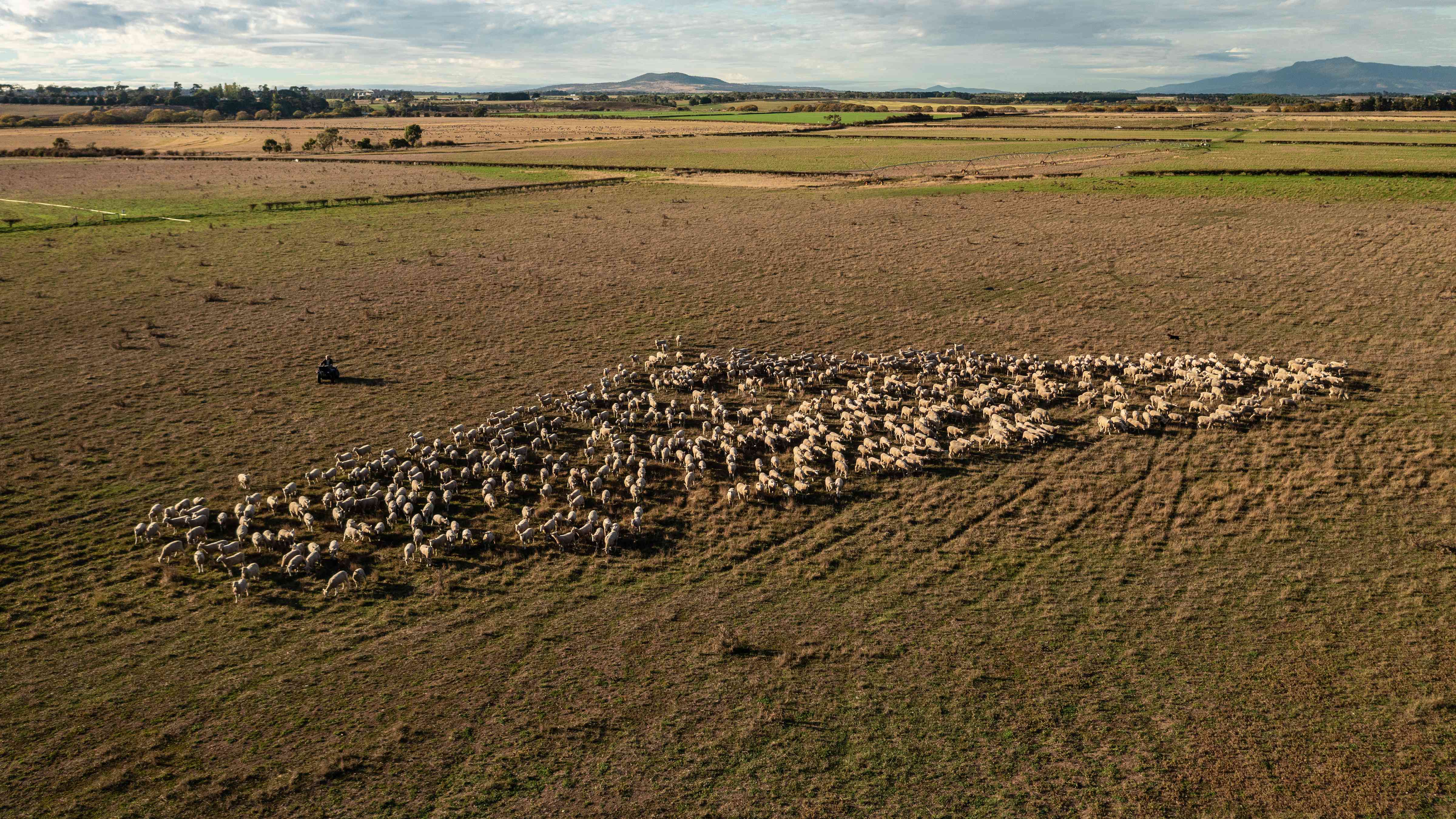 Close aerial shot of Brickendon field with a flock of sheep in the middle and a person riding a four wheel motor bike to the left of the sheep. Photo: Kate von Stieglitz / Tourism Australia.