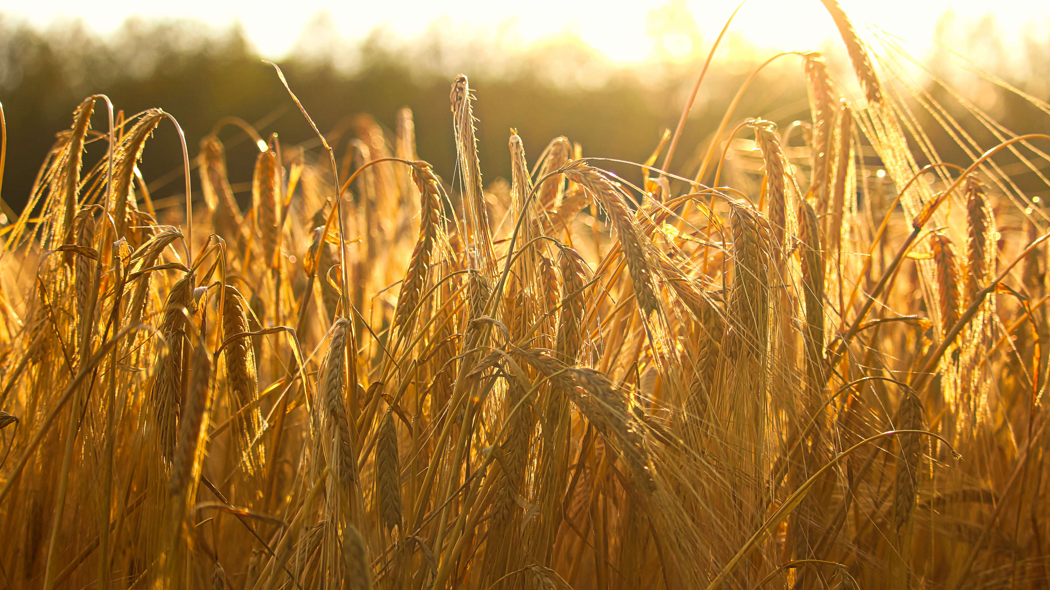 Dried yellow barley stalks with their seed heads drooping stand in the glowing sunlight. Photo: Akchamczuk / iStock.