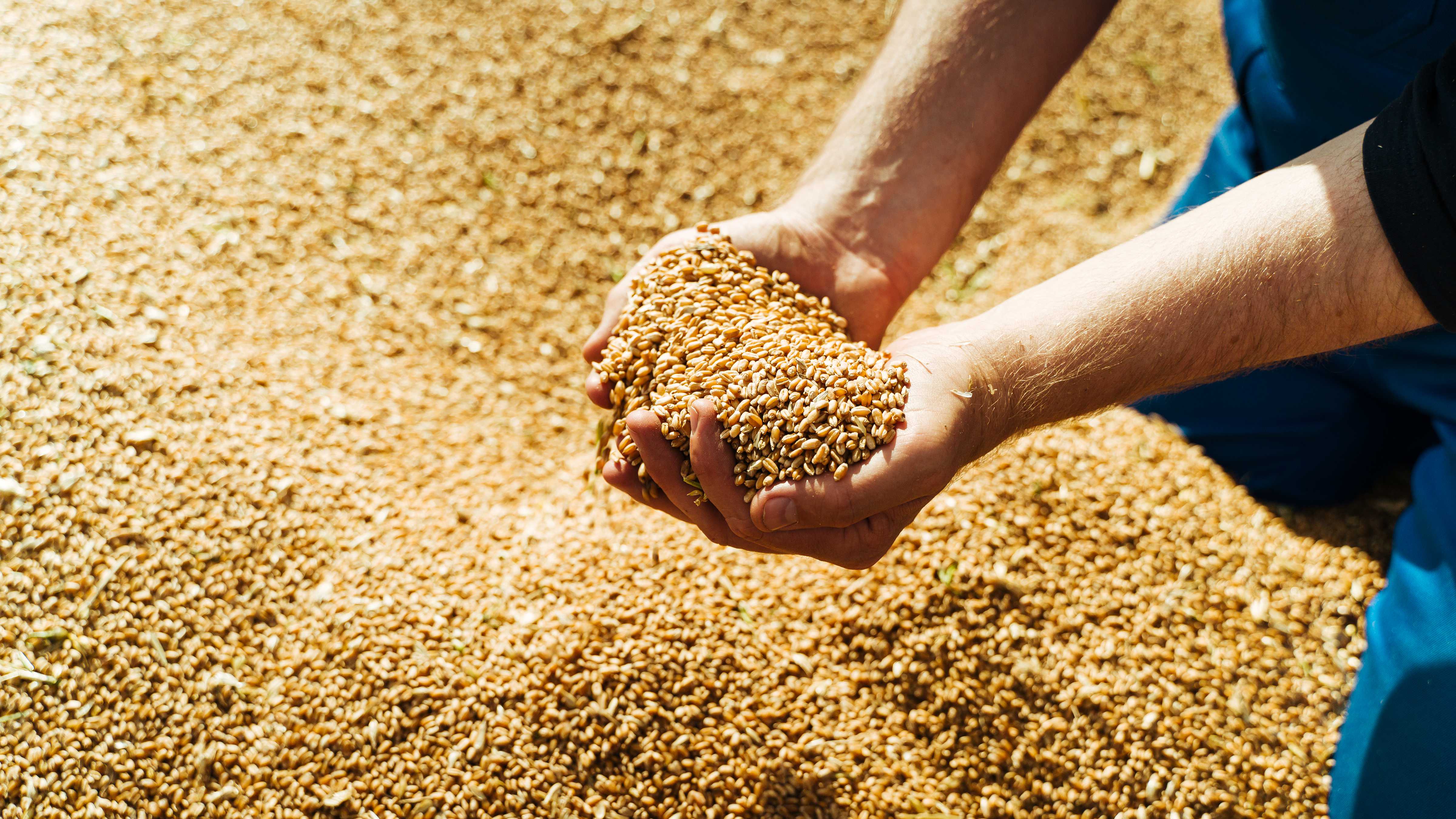 A man holds a handful of barley seed above a large pile of seed. Photo: Aleksandr Rybalko / iStock.