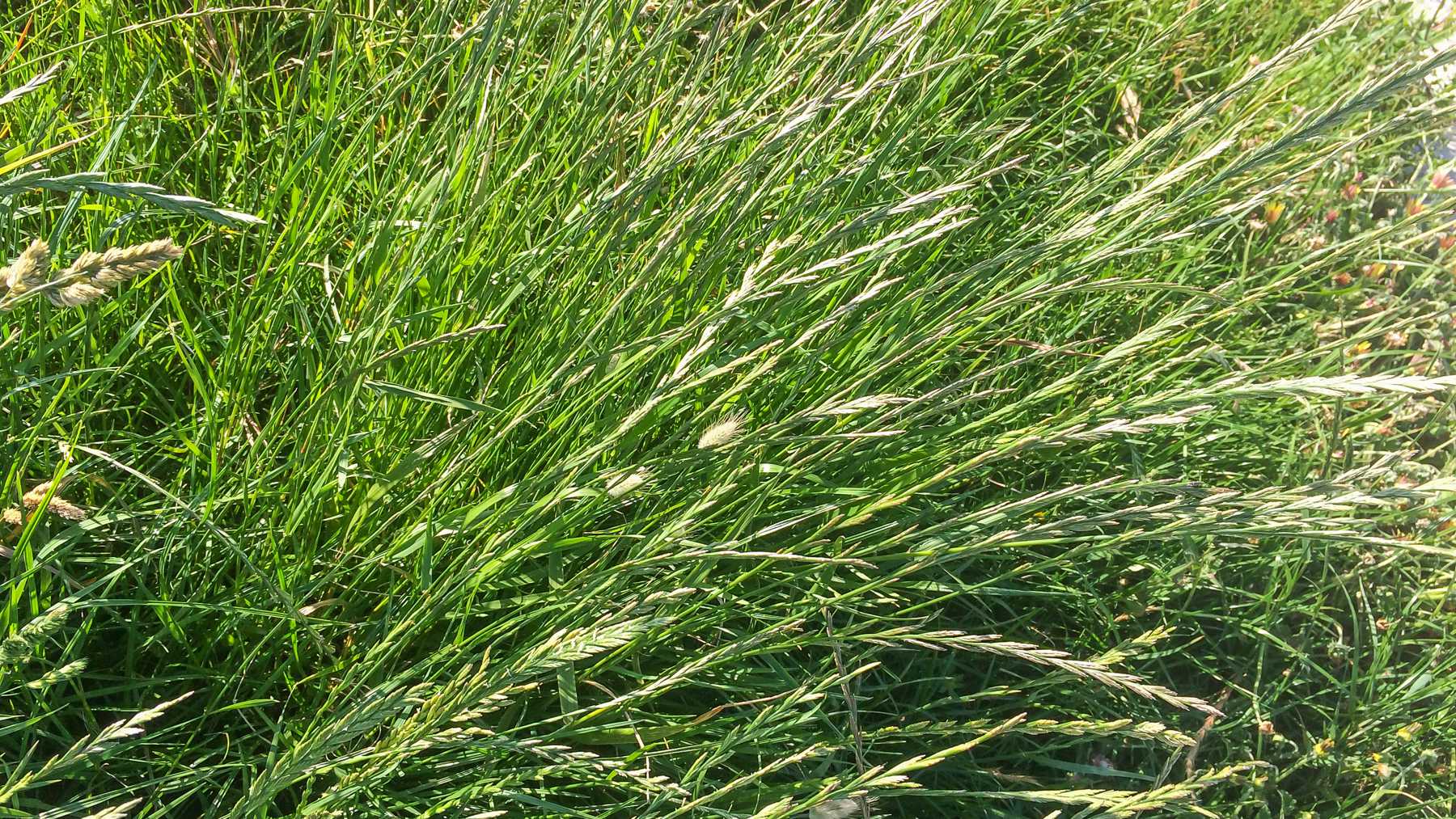 Grass seed | Brickendon Estate, World Heritage Site, Longford Tasmania