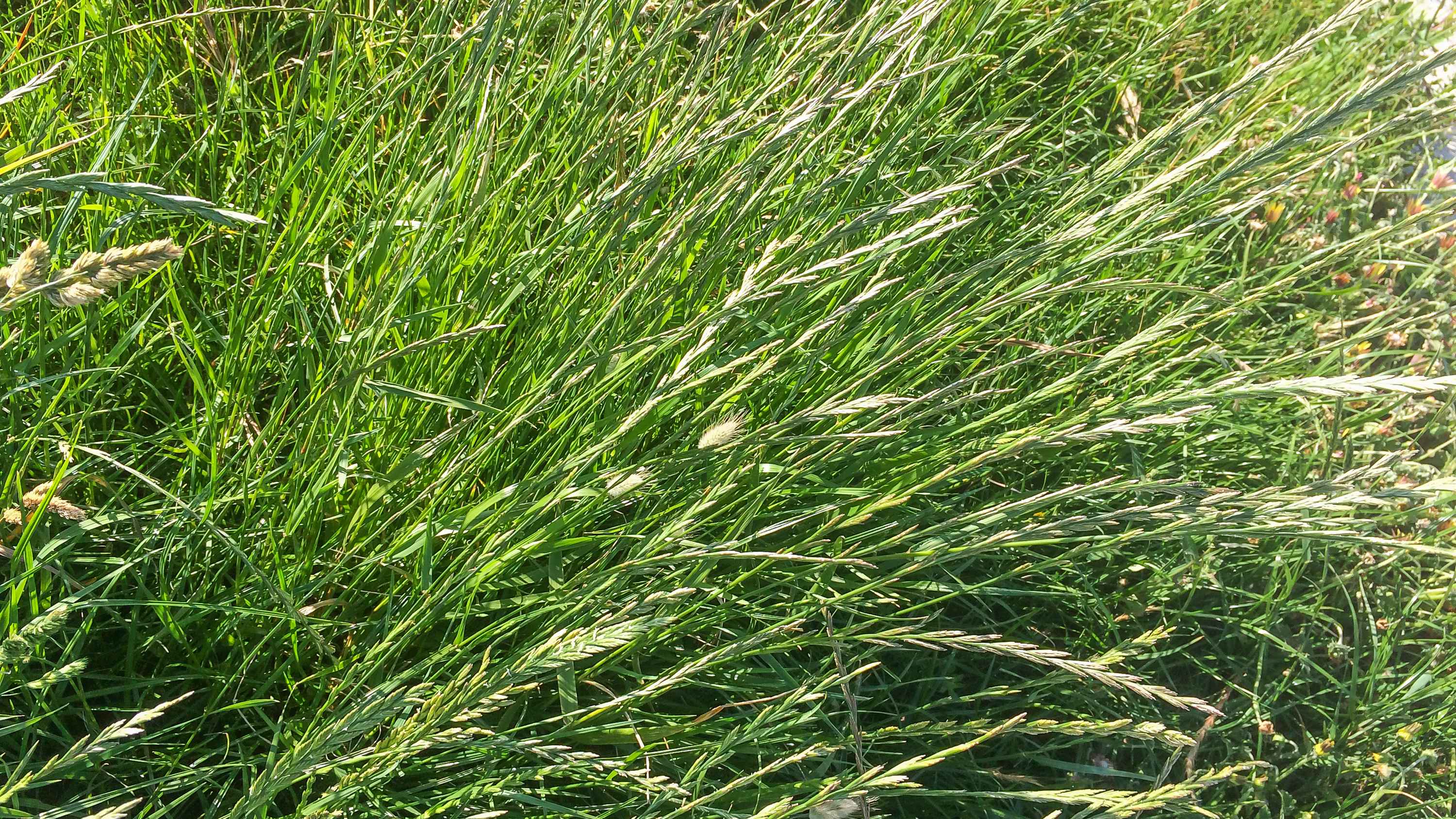 Green rye grass growing in a paddock. Image: arousa / iStock.