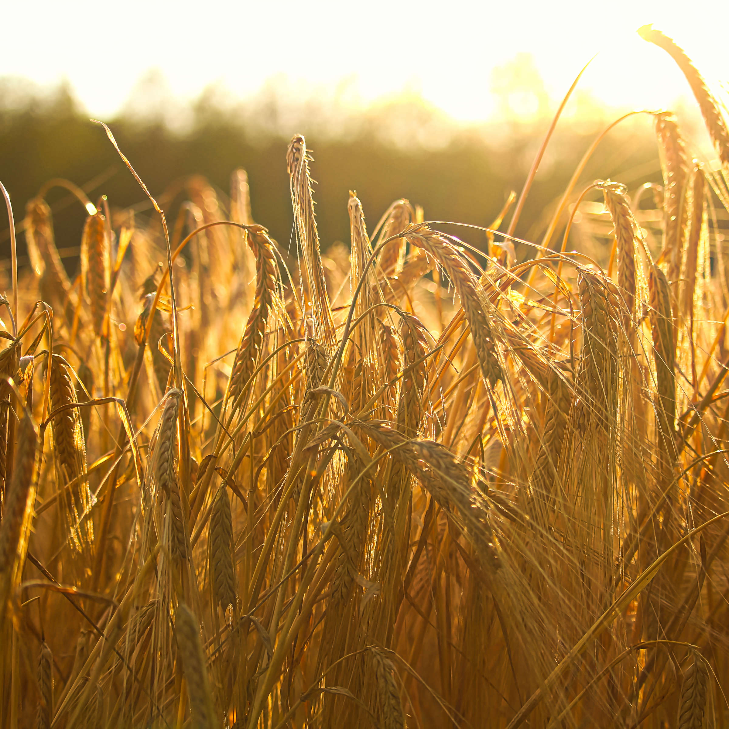Dried yellow barley stalks with their seed heads drooping stand in the glowing sunlight. Photo: Akchamczuk / iStock.