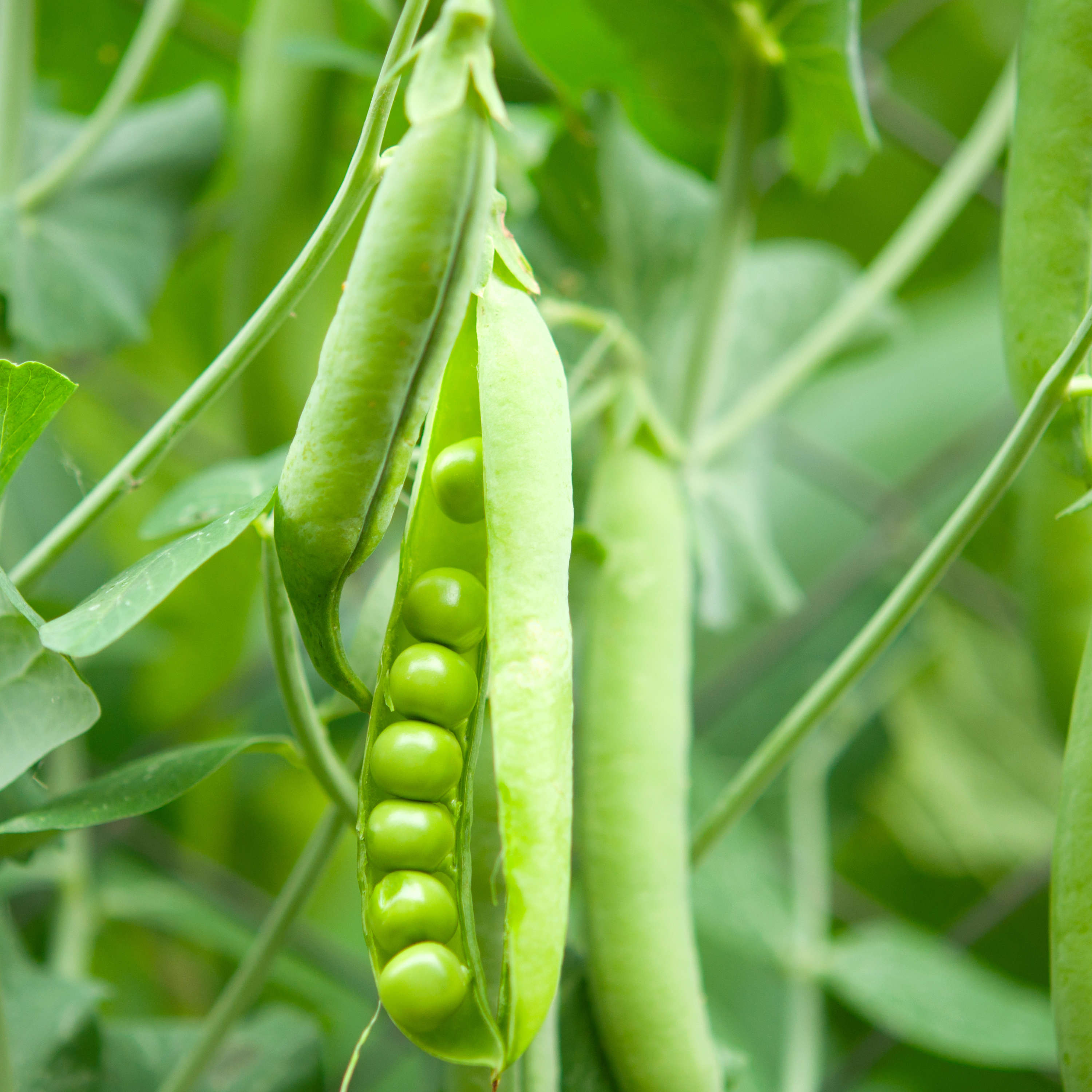 A close image of a pea pod hanging from its plant that has been split open to reveal fresh green peas, while other pods surround it. Photo: ksena32 / iStock.