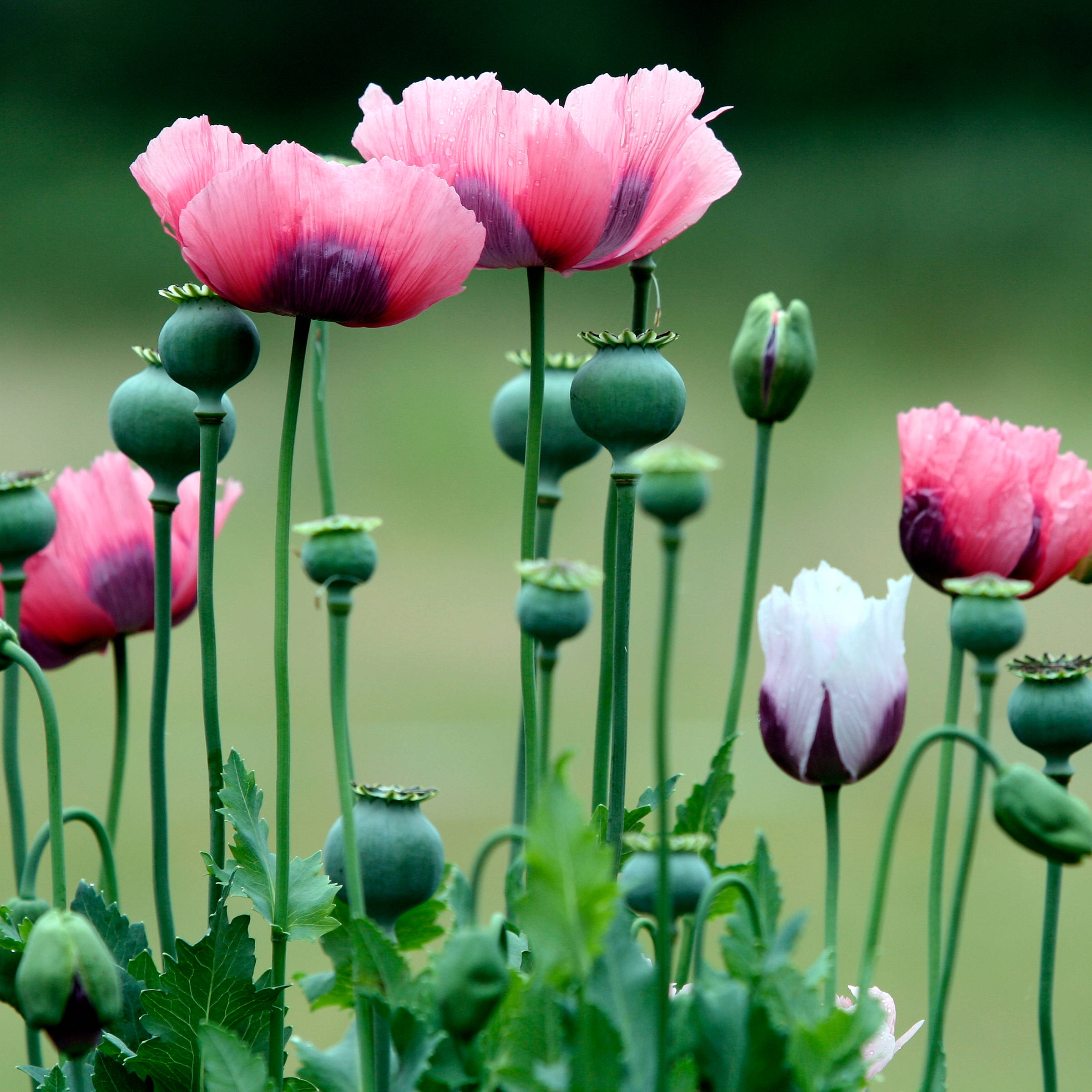 Pink poppy flowers stand amongst green poppy capsules on stalks. Photo: AtWaG / iStock.