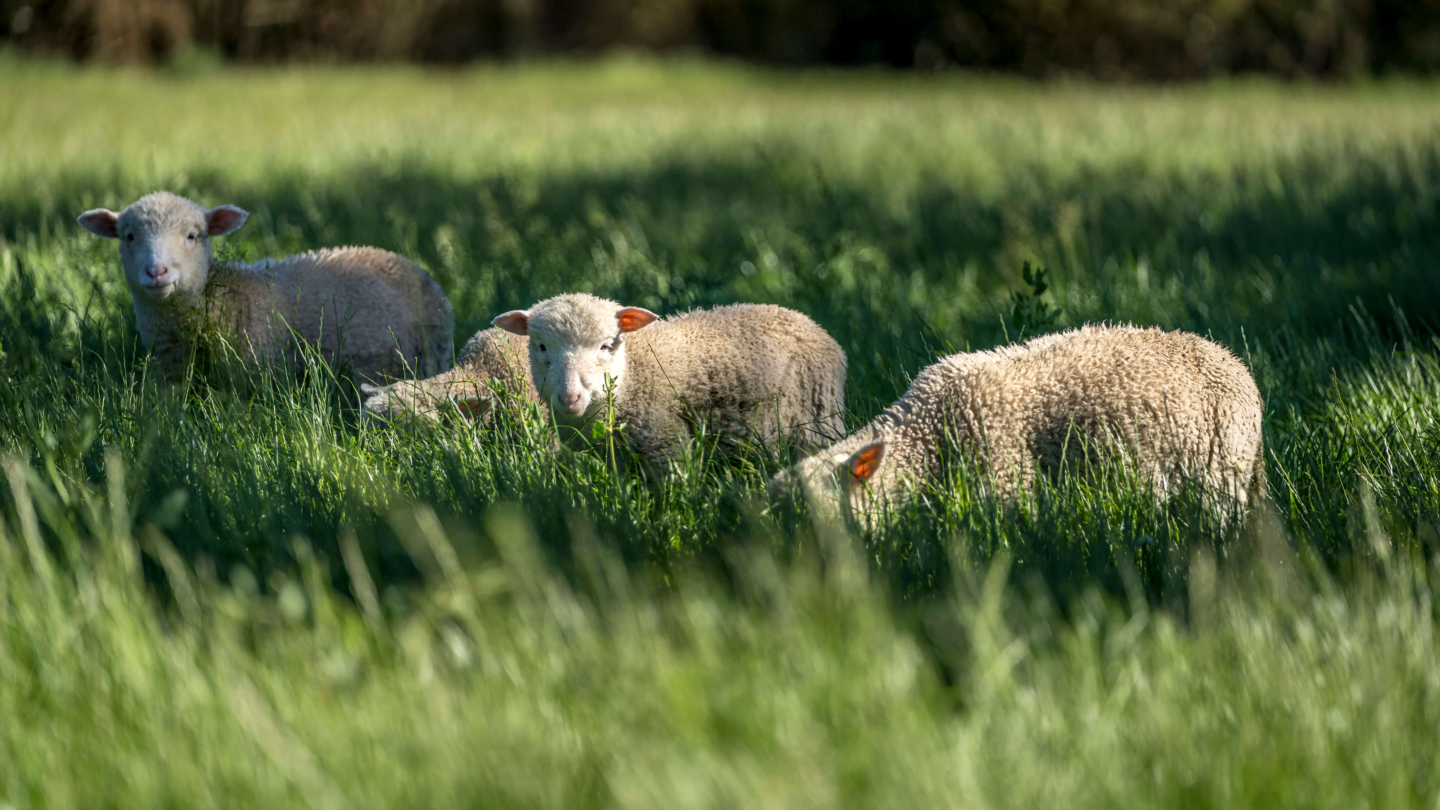 Four young lambs stand in a field of long grass, two of them are eating while the other two are looking at the camera. Photo: Rob Burnett.