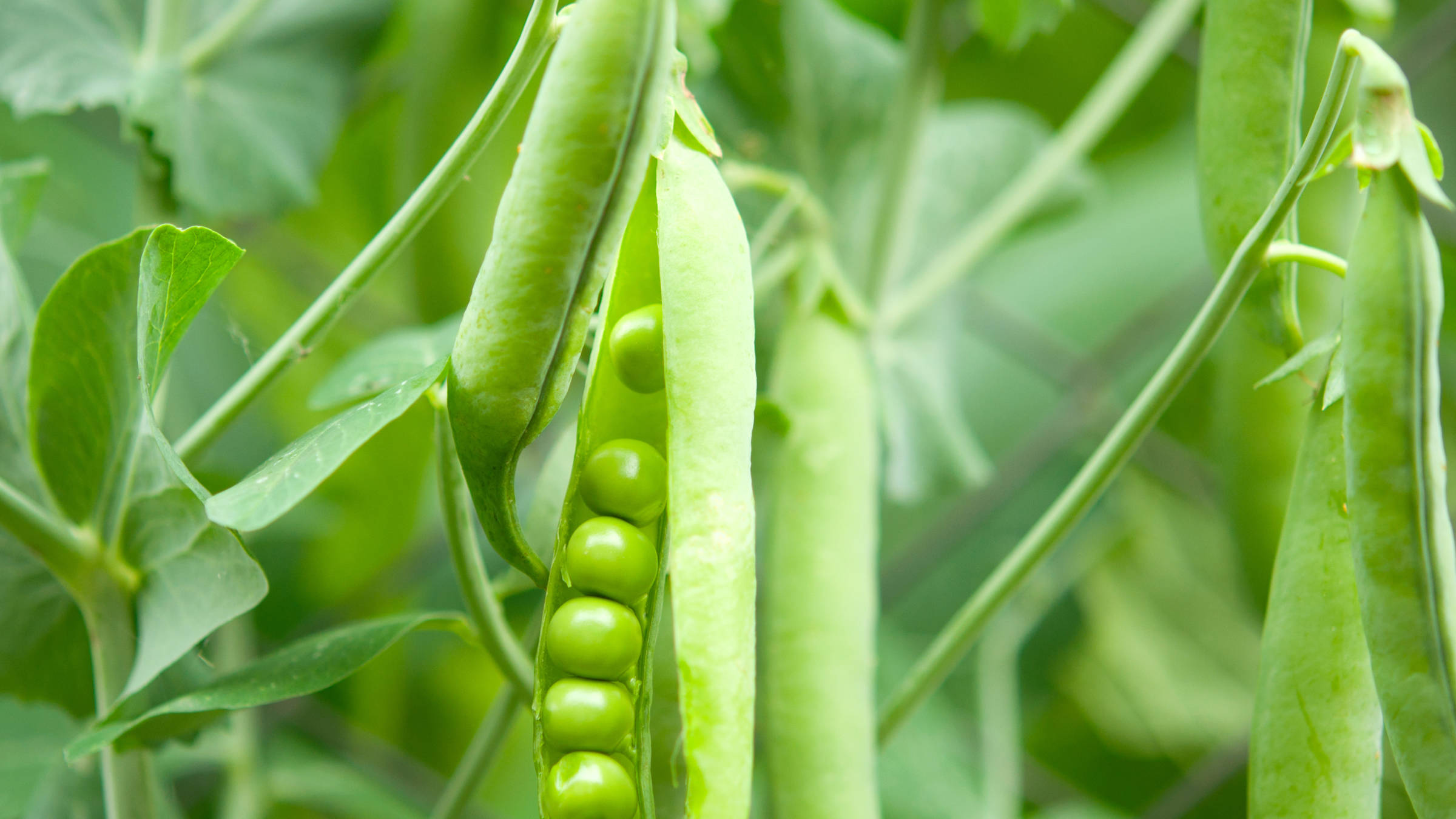 Peas | Brickendon Estate, World Heritage Site, Longford Tasmania