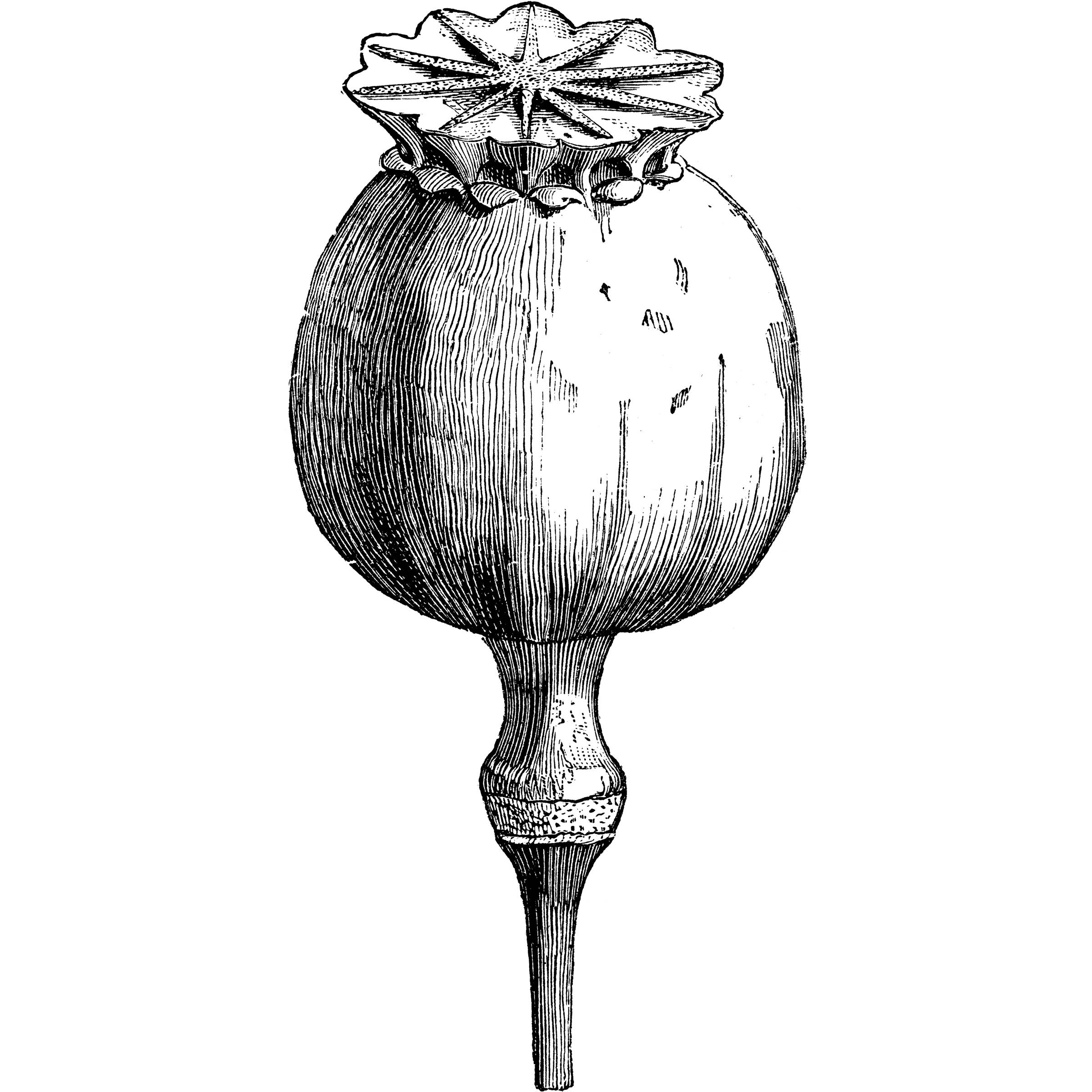 Vintage woodcut style engraving of poppy bud. Source: ilbusca / iStock).