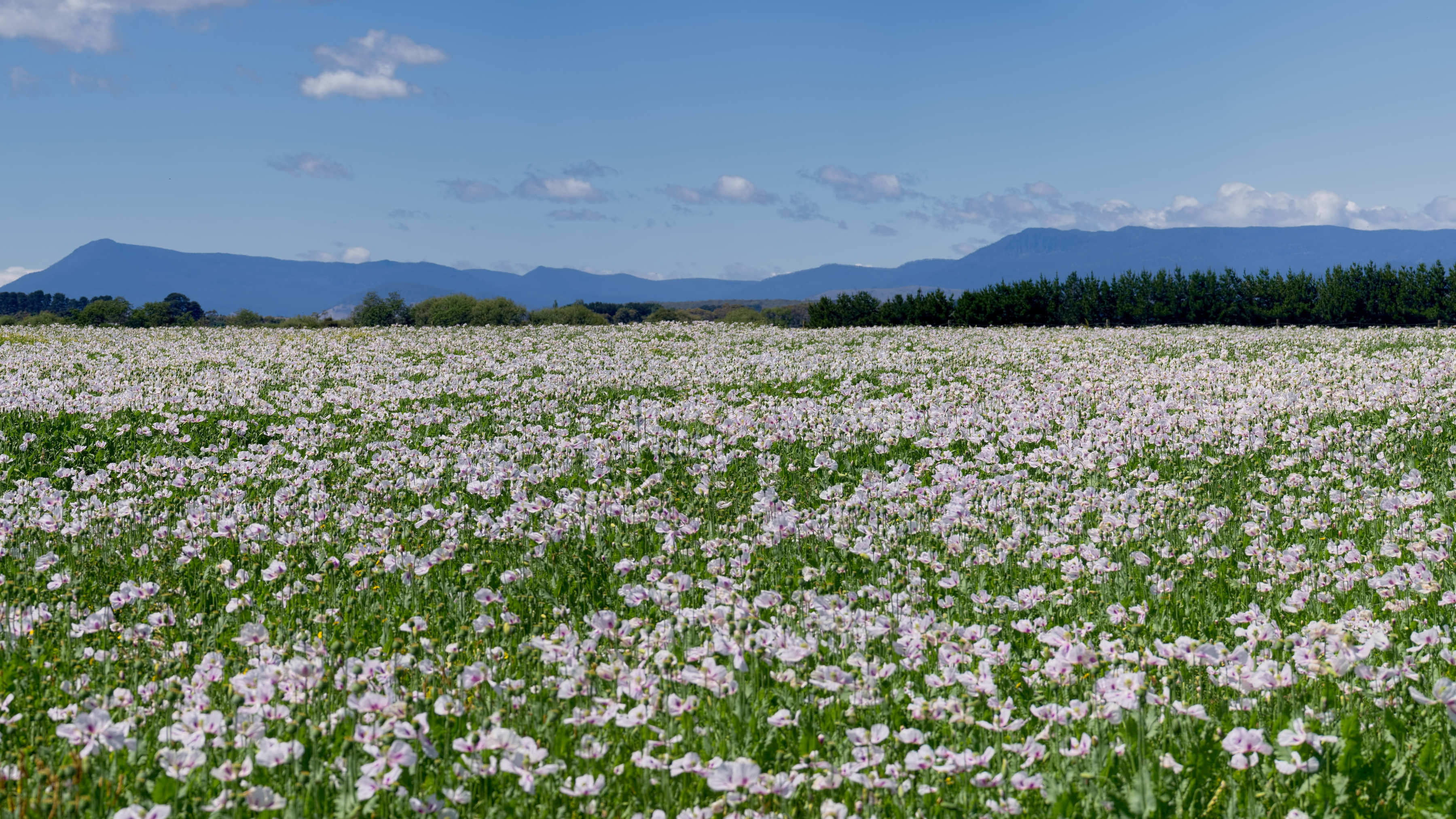 A field of pale pink poppy flowers with trees and a mountain range in the distance. Photo: kummeleon / iStock.