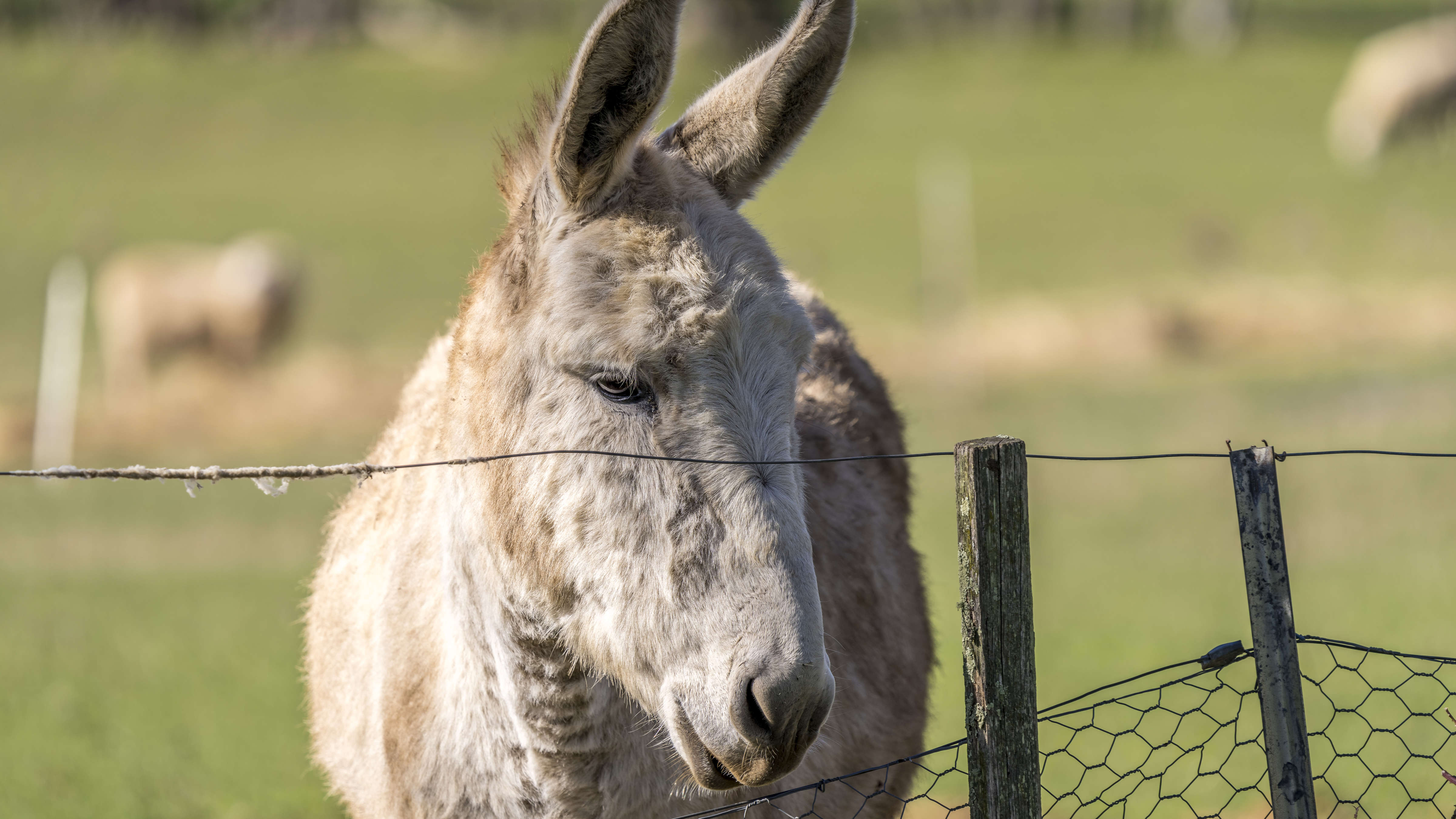 A grey donkey stands behind a wire fence and is looking into the distance with his ears erect. Photo: Rob Burnett.