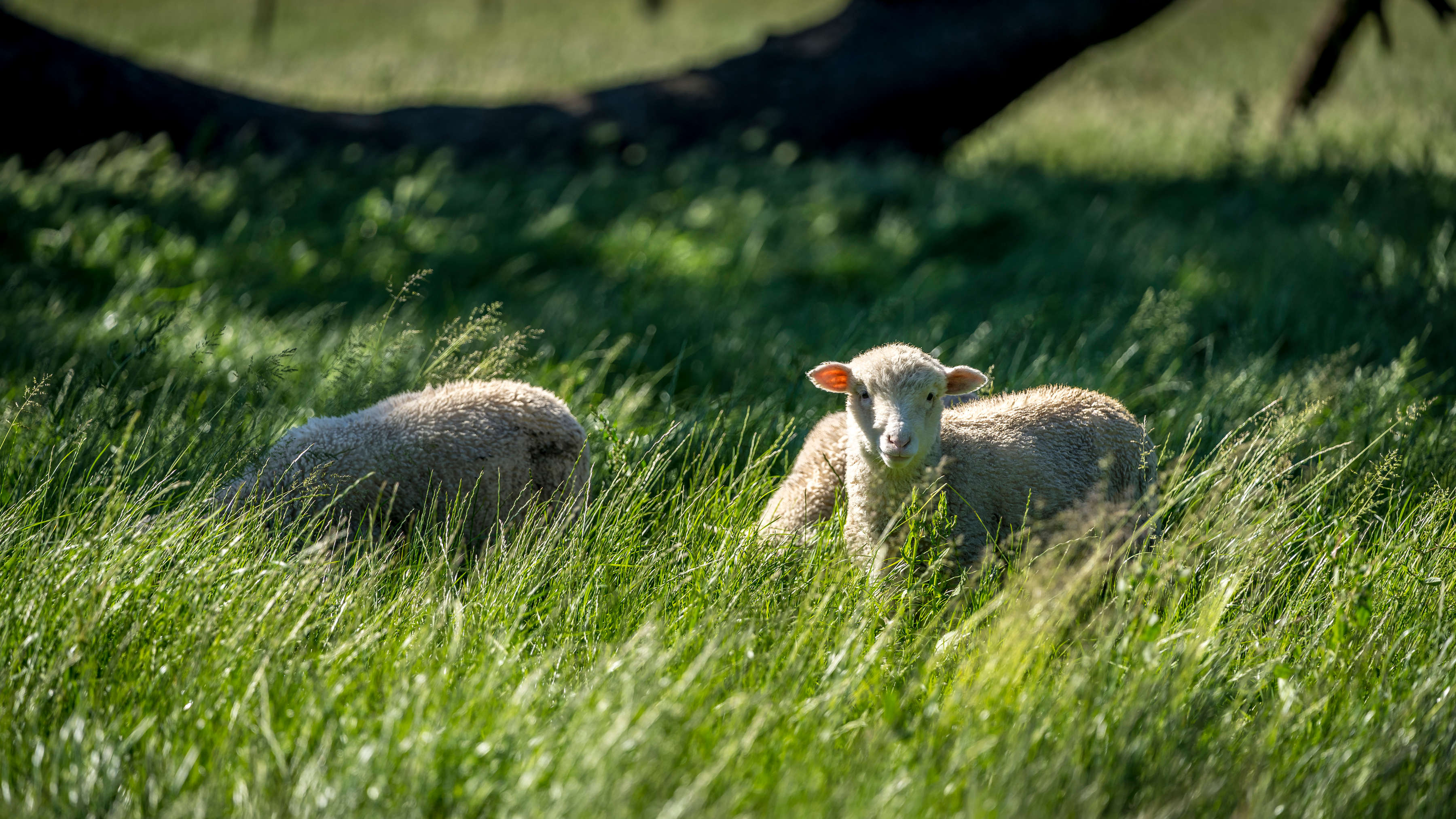 Three young lambs graze in a paddock of ryegrass. Photo: Rob Burnett.